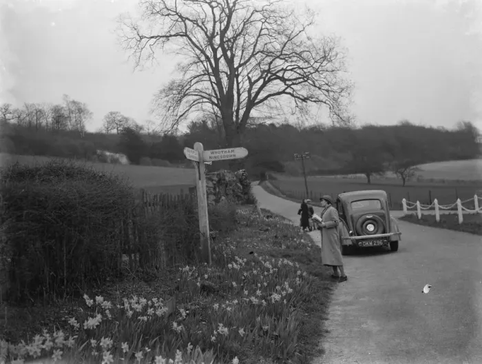 Framed Print : Daffodils growing by the wayside near Stansted, Kent. 1937 Framed Print : Daffodils growing by the wayside near Stansted, Kent. 1937