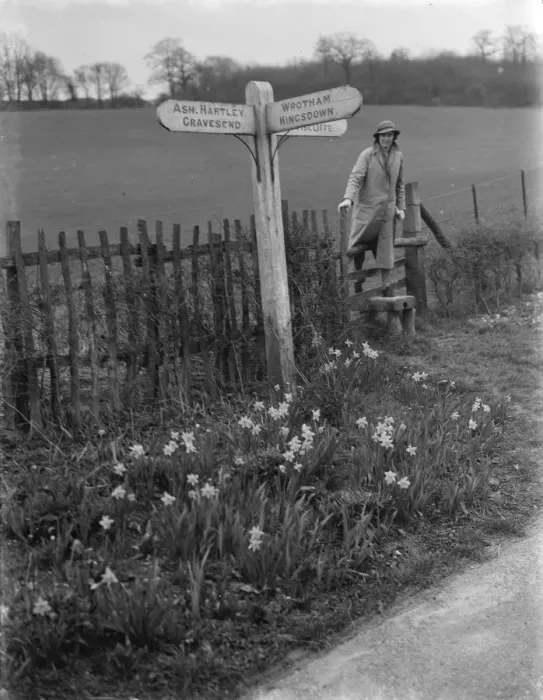 Framed Print : Daffodils growing by the wayside near Stansted, Kent. 1937