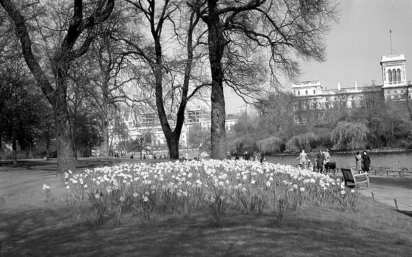 Daffodils in St Jamess Park, London, England. 1950s