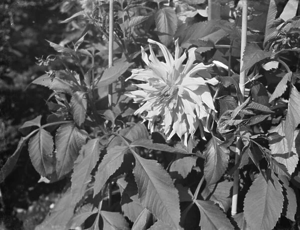 Dahlia bush at Dartford Central Park. 1936