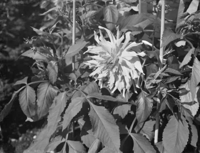 Framed Print : Dahlia bush at Dartford Central Park. 1936 Framed Print : Dahlia bush at Dartford Central Park. 1936