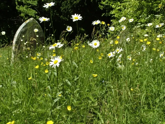 Framed Print : Daisies and buttercups in long grass in churchyard. Sussex, England UK credit