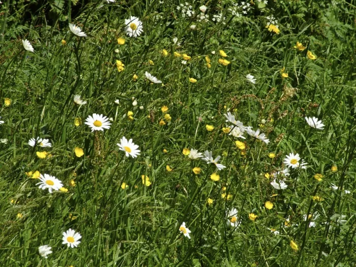 Framed Print : Daisies and buttercups in long grass in churchyard. Sussex, England UK credit
