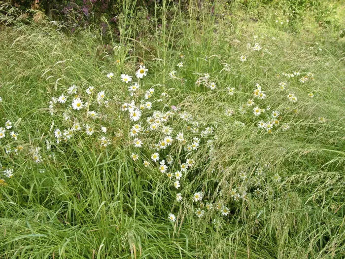 Framed Print : Daisies in long grass credit: Marie-Louise Avery / thePictureKitchen / TopFoto Framed Print : Daisies in long grass credit: Marie-Louise Avery / thePictureKitchen / TopFoto