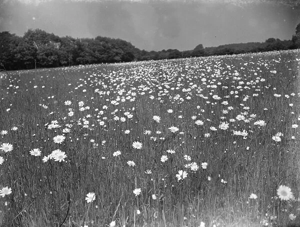 A daisy field in bloom near Meopham, Kent. 1939