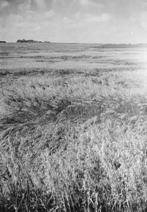 Framed Print : Damage to crops ( storm ). 1937 Framed Print : Damage to crops ( storm ). 1937