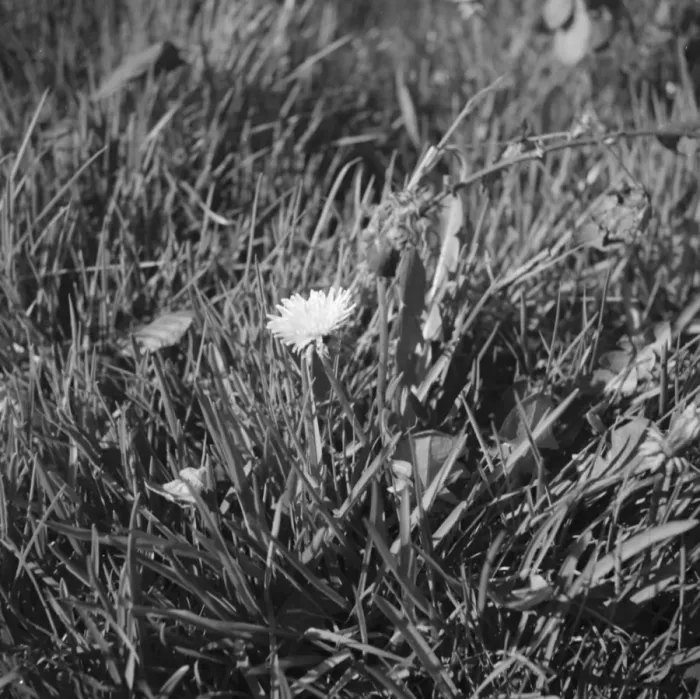 Framed Print : A dandelion in amongst the blades of grass. 1939
