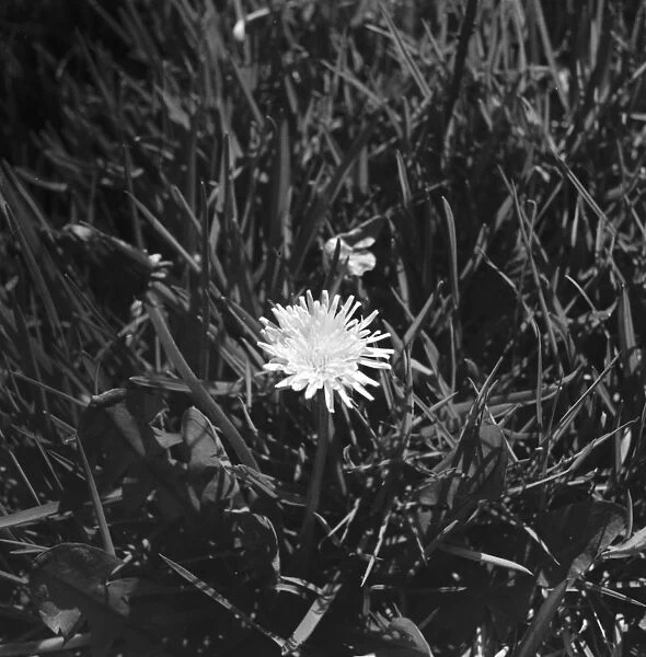 A dandelion in amongst blades of grass. 1939