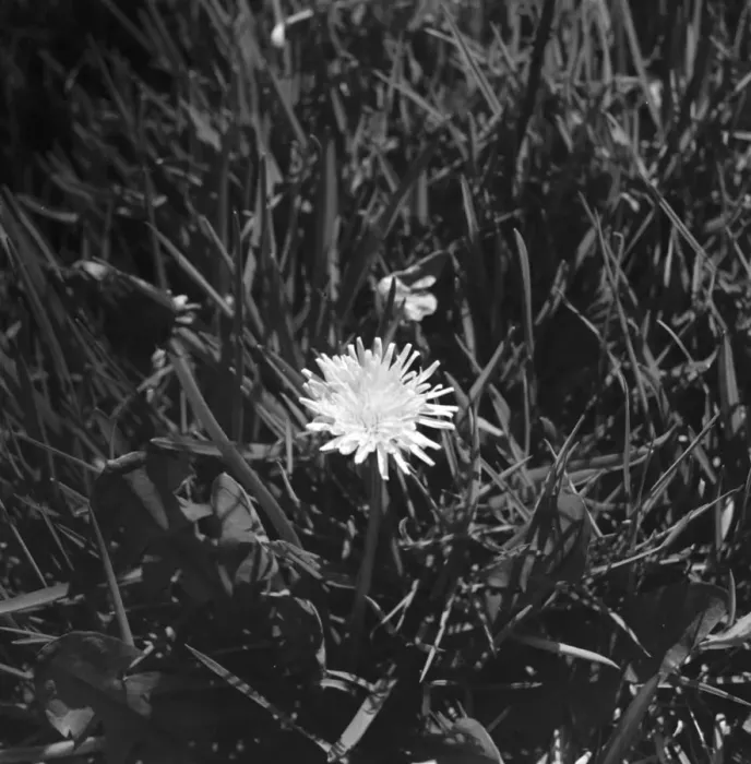 Framed Print : A dandelion in amongst blades of grass. 1939