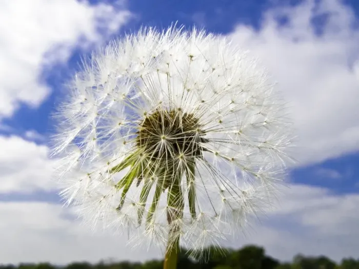 Framed Print : Dandelion seedhead (clock) against cloudy blue sky credit: Marie-Louise Avery  / 