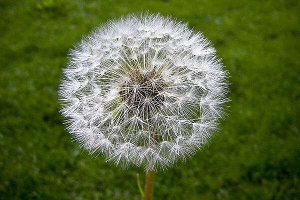 Dandelion seedhead (clock) against green grass credit: Marie-Louise Avery  /  thePictureKitchen