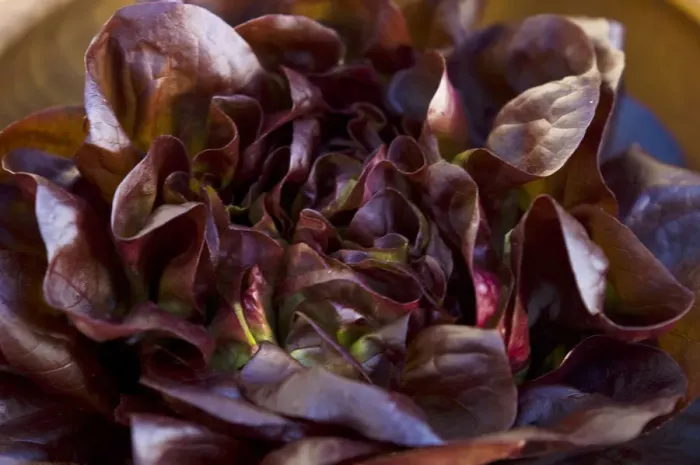 Framed Print : Dark red whole lettuce in wooden bowl credit: Marie-Louise Avery / thePictureKitchen Framed Print : Dark red whole lettuce in wooden bowl credit: Marie-Louise Avery / thePictureKitchen