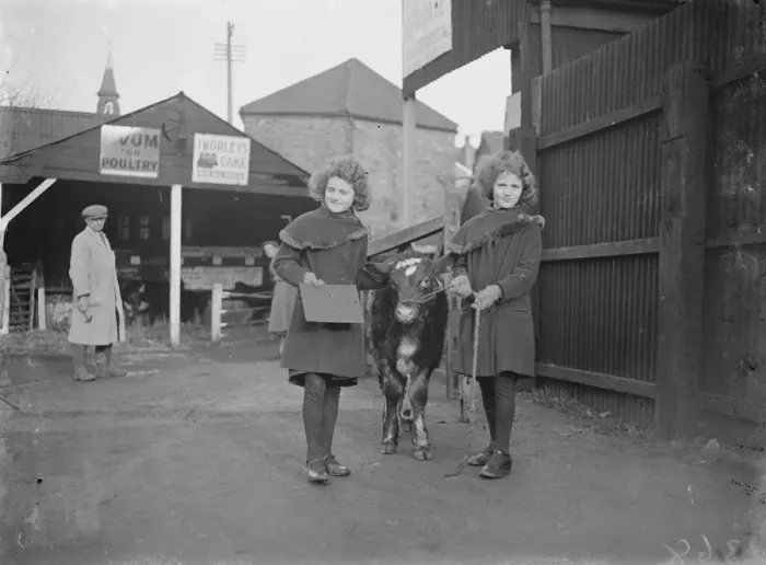 Framed Print : Dartford Fs Show. Calf and twins. 1934 Framed Print : Dartford Fs Show. Calf and twins. 1934