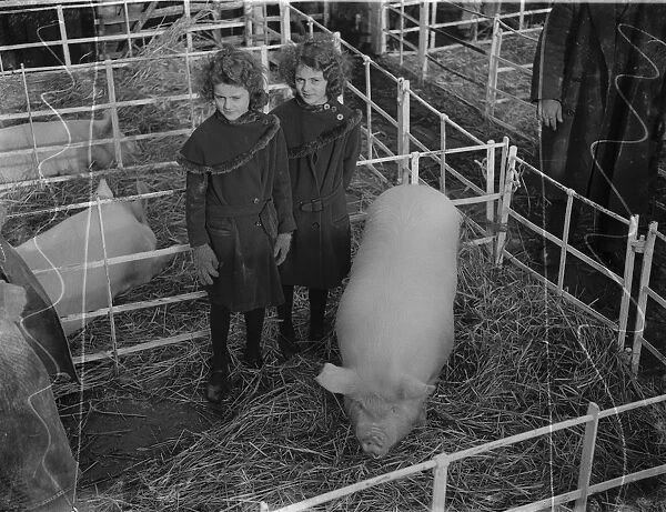 Dartford Fs Show. Pig and twins. 1934