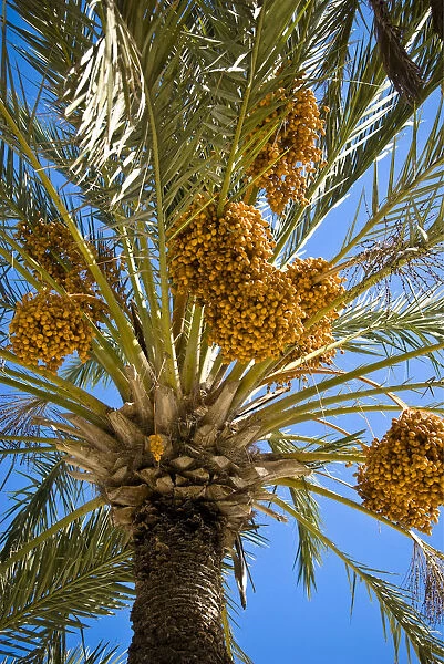 Date palms in gardens of Hala Sultan Tekkesi mosque, Larnaca, Cyprus credit: Marie-Louise