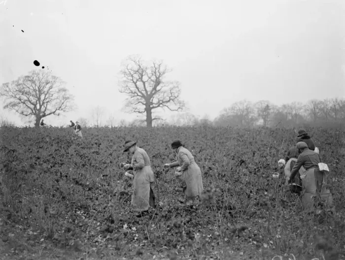 Framed Print : December raspberries. 1934