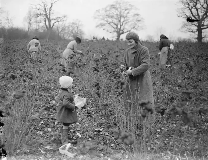 Framed Print : December raspberries. 1934