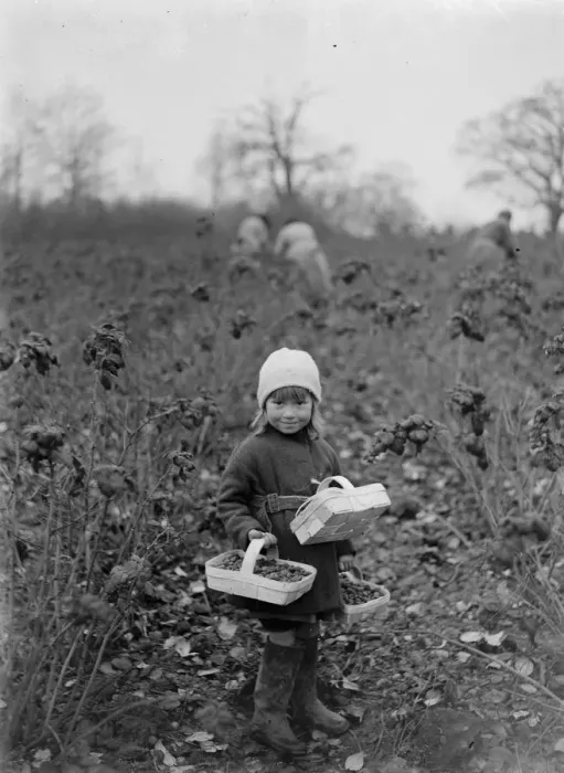 Framed Print : December raspberries. 1934