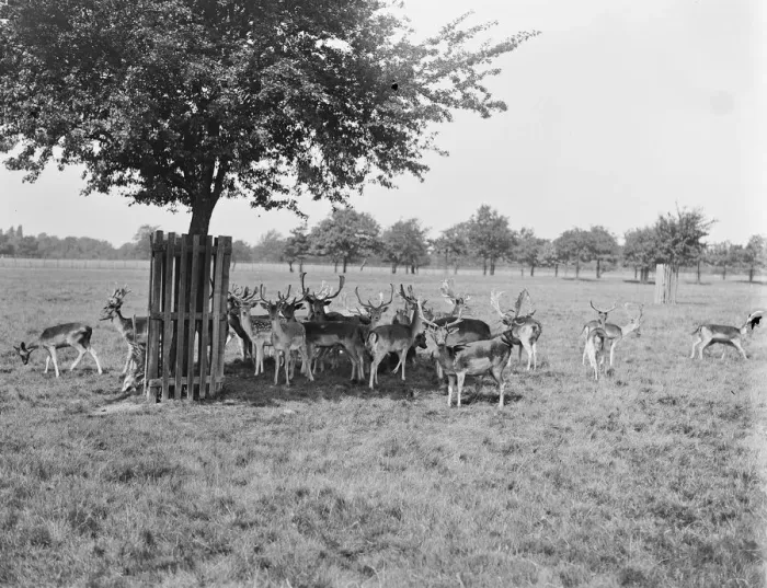 Framed Print : Deer in Bushey Park. 1919 Framed Print : Deer in Bushey Park. 1919