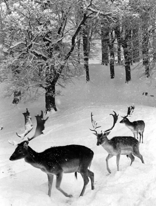 Framed Print : Deer in snow in Knole Park Kent 1960 Framed Print : Deer in snow in Knole Park Kent 1960