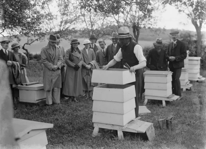 Framed Print : Demonstration of bee keeping. 1935 Framed Print : Demonstration of bee keeping. 1935