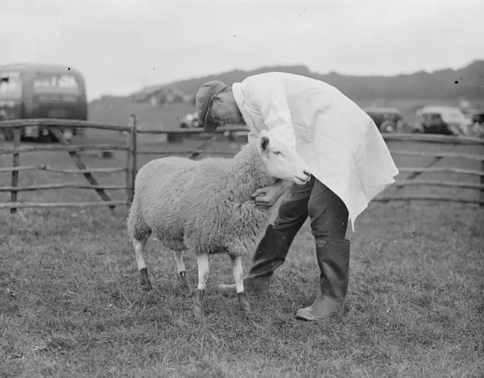 Framed Print : Demonstrations at Wye Agriculture College of the new Dunlop rubber boots with sheep Framed Print : Demonstrations at Wye Agriculture College of the new Dunlop rubber boots with sheep