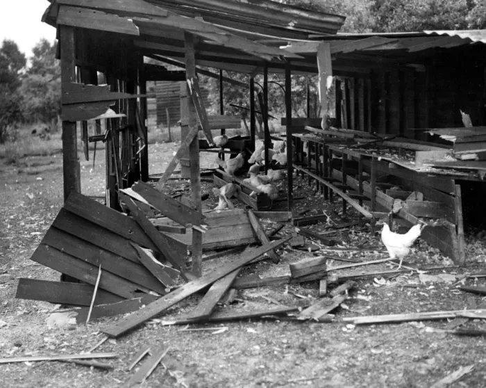 Framed Print : Dennis Poultry farm, near Southfleet, Kent July 1940 after one of the first air raids Framed Print : Dennis Poultry farm, near Southfleet, Kent July 1940 after one of the first air raids