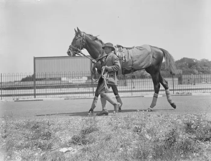 Framed Print : Derby favourite arrives at Epsom. St Louis, at present favourite for the Derby Framed Print : Derby favourite arrives at Epsom. St Louis, at present favourite for the Derby