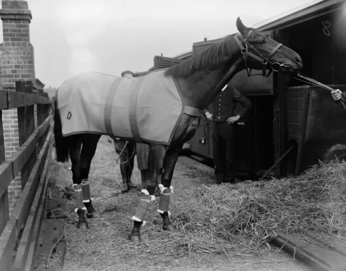 Framed Print : The Derby favourite leaves for Epsom. Salmon Trout, owned by the Aga Khan Framed Print : The Derby favourite leaves for Epsom. Salmon Trout, owned by the Aga Khan