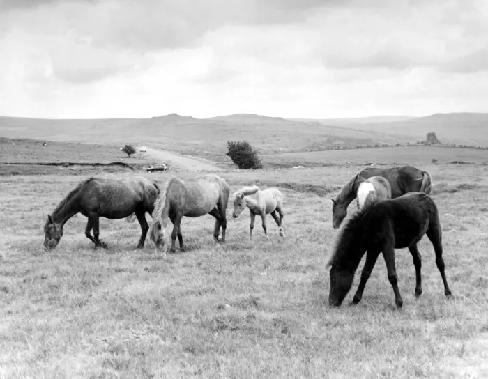 Framed Print : Devon - Dartmoor ponies
