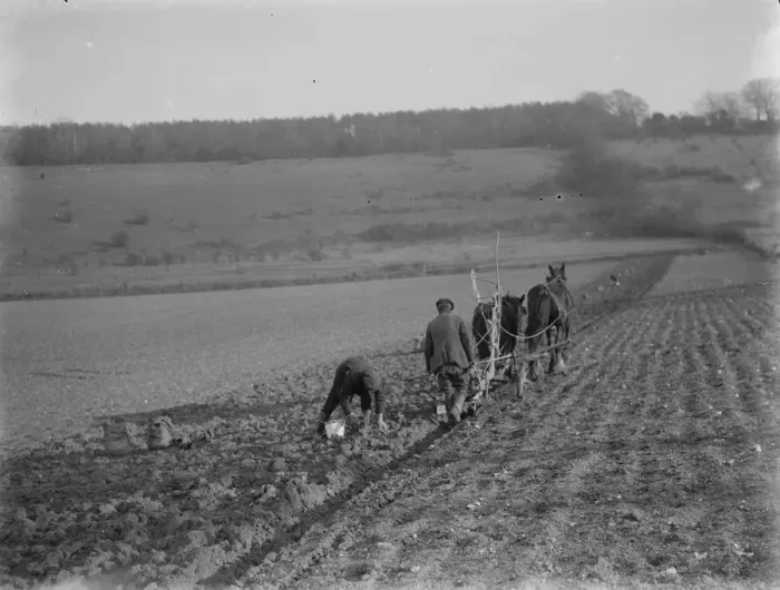 Framed Print : Digging up parsnips in Kent. 1937 Framed Print : Digging up parsnips in Kent. 1937