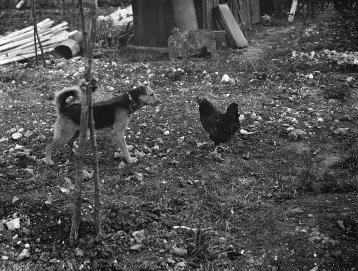 Framed Print : A dog and a chicken show friendship and respect. 1938 Framed Print : A dog and a chicken show friendship and respect. 1938
