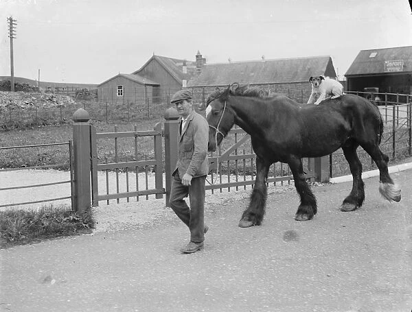 Dog riding on a horse, Borgue, Scotland. 1935