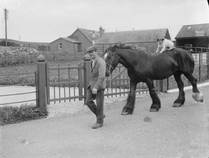 Framed Print : Dog riding on a horse, Borgue, Scotland. 1935 Framed Print : Dog riding on a horse, Borgue, Scotland. 1935