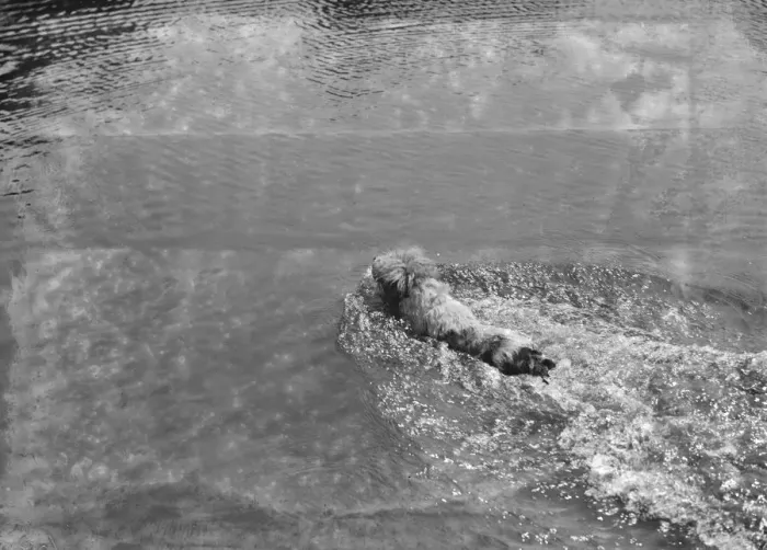 Framed Print : Dog swimming at Chislehurst ponds. 1937