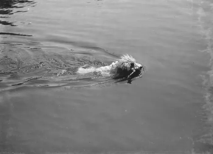 Framed Print : Dog swimming at Chislehurst ponds. 1937 Framed Print : Dog swimming at Chislehurst ponds. 1937