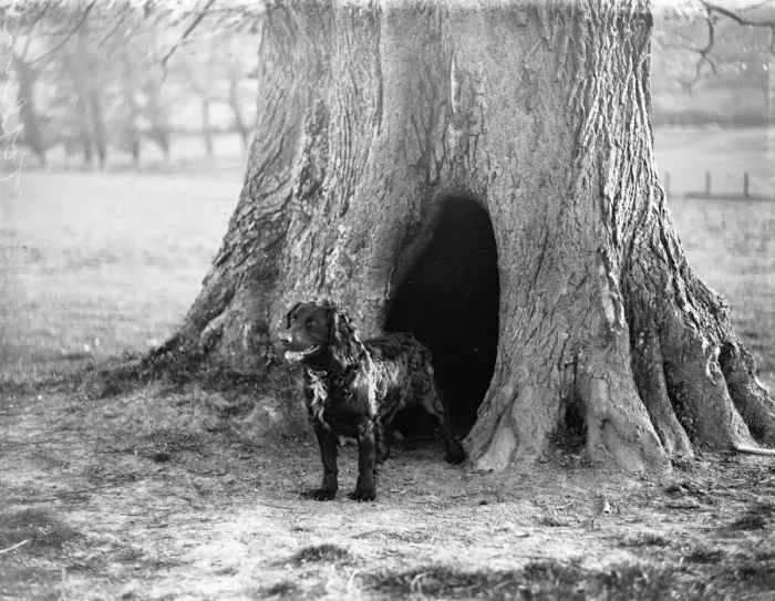 Framed Print : Dog in front of its tree kennel at Penshurst 1933 Framed Print : Dog in front of its tree kennel at Penshurst 1933