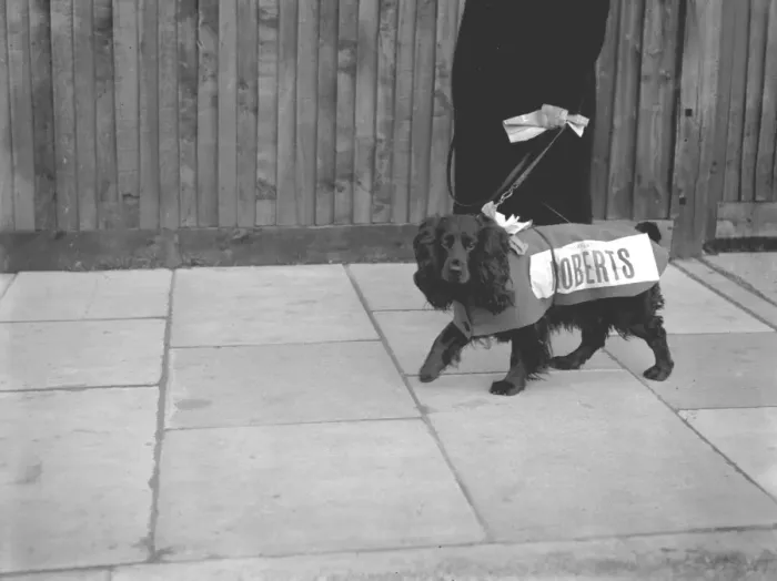 Framed Print : What a dog has to put up with... seems to be the thoughts of Major, a spaniel Framed Print : What a dog has to put up with... seems to be the thoughts of Major, a spaniel