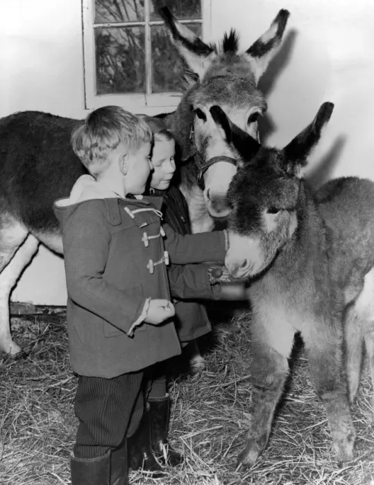 Framed Print : Donkey - born a few days before Christmas - a most unusual time for baby donkeys Framed Print : Donkey - born a few days before Christmas - a most unusual time for baby donkeys