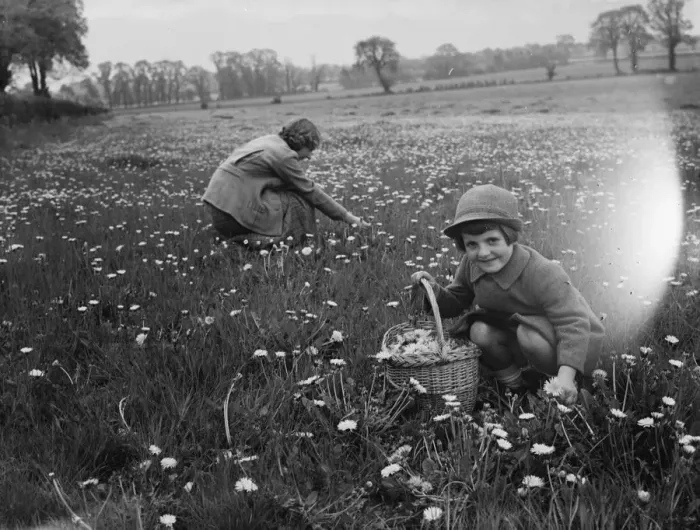 Framed Print : Dorothy and Peggy picking dandelions in a field. 1936
