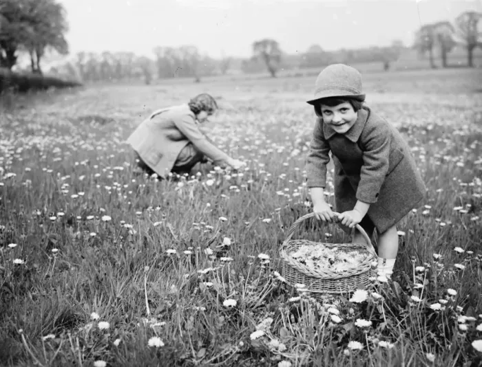 Framed Print : Dorothy and Peggy picking dandelions in a field. 1936 Framed Print : Dorothy and Peggy picking dandelions in a field. 1936