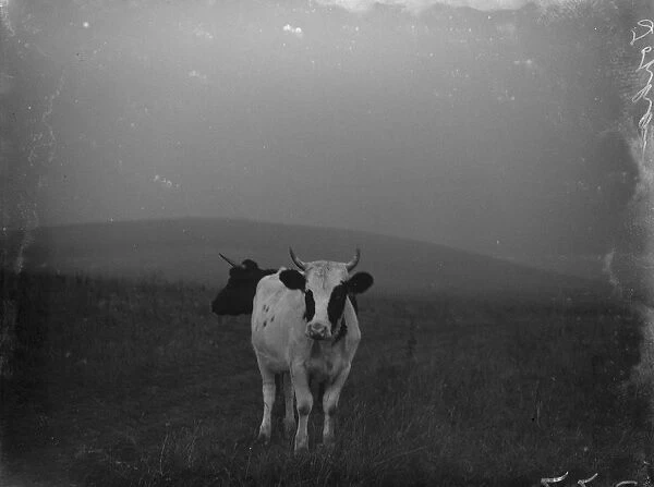 Double head cow. 1934