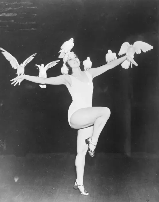 Framed Print : The Dove dance, Americas latest role. The fan dance, having palled on Americas jaded audiences Framed Print : The Dove dance, Americas latest role. The fan dance, having palled on Americas jaded audiences