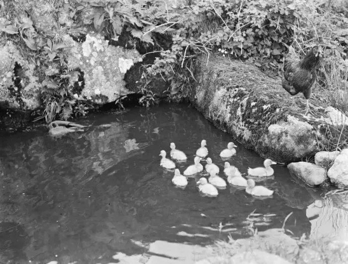 Framed Print : Duckilings having a swim watched over by a chicken Framed Print : Duckilings having a swim watched over by a chicken