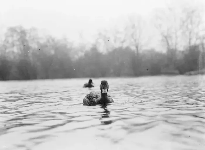 Framed Print : Ducks floating on the water. 1939