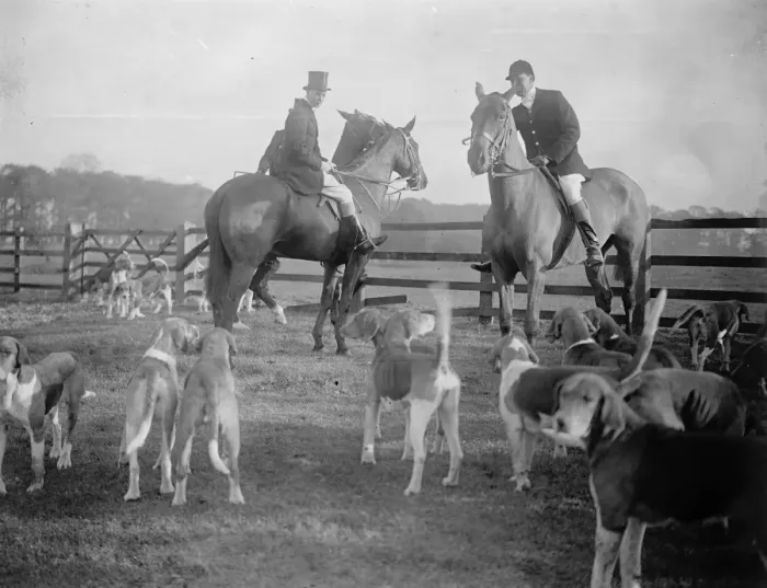Framed Print : Duke of York at Belvoir Hunt meet at Croxton Park. 23 November 1921 Framed Print : Duke of York at Belvoir Hunt meet at Croxton Park. 23 November 1921