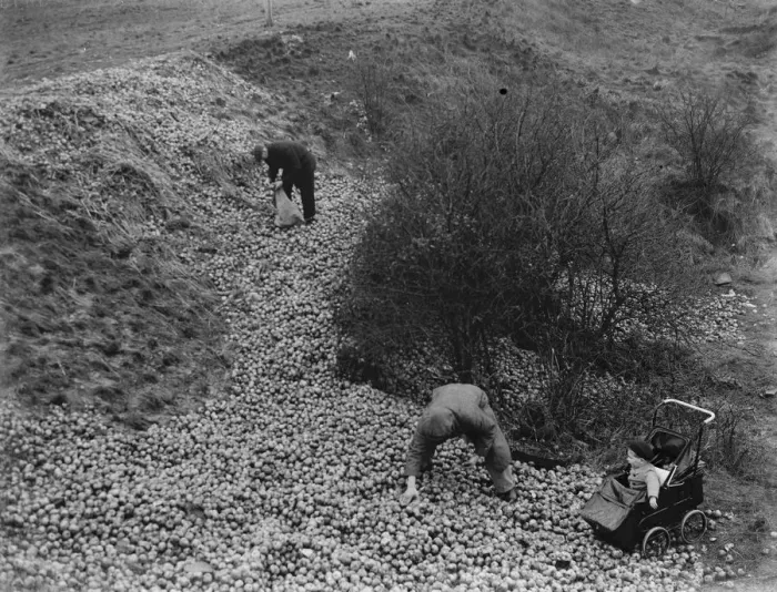 Framed Print : Dumping apples on Green Street Green in Dartford, Kent. 1937 Framed Print : Dumping apples on Green Street Green in Dartford, Kent. 1937
