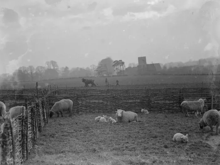 Framed Print : The early lambing season brings a lovely sight at Horton Kirby in Kent. February 1936 Framed Print : The early lambing season brings a lovely sight at Horton Kirby in Kent. February 1936