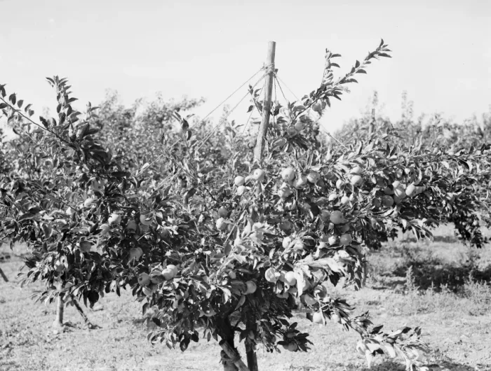 Framed Print : East Malling Research Station open day. Apple trees with fruit. 1937 Framed Print : East Malling Research Station open day. Apple trees with fruit. 1937