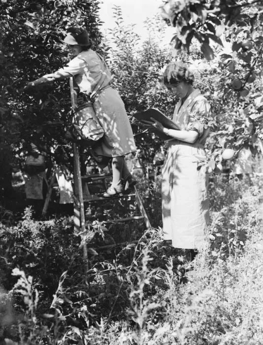 Framed Print : East Malling Research Station open day. Young women picking fruit and recording data Framed Print : East Malling Research Station open day. Young women picking fruit and recording data